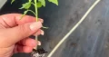 Plantas de tomates
