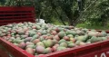 Mangos por camiones