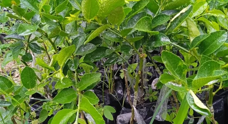 Plantas de limón