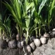 Plantas de cocos enanas