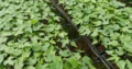 Plantas de lechosa F1