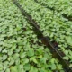 Plantas de lechosa F1