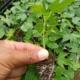 Plantas de lechosa F1