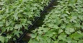 Plantas de lechosa F1