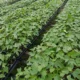 Plantas de lechosa F1