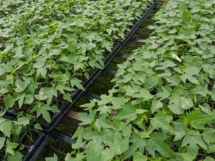 Plantas de lechosa F1