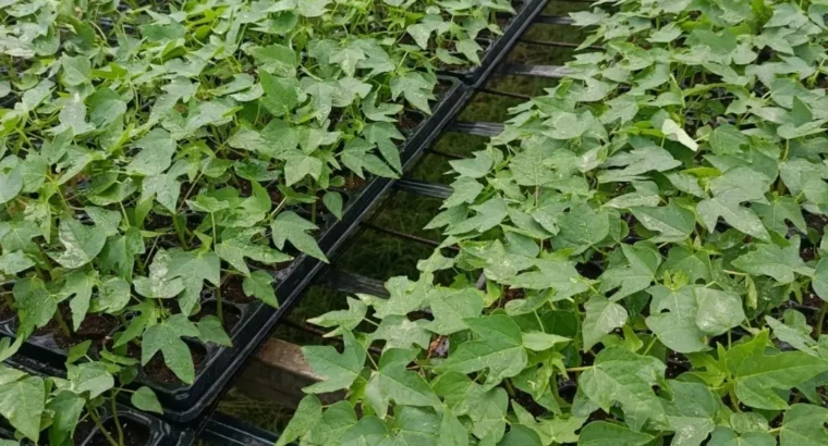 Plantas de lechosa F1