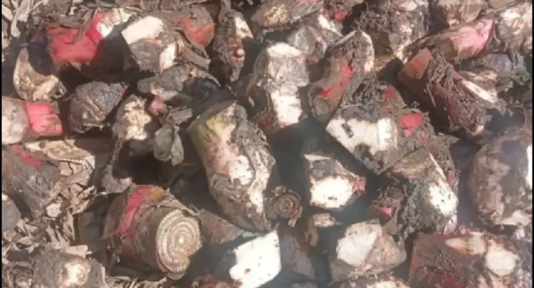 Cepas de platanos criollos