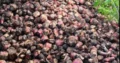 Cepas de platanos