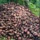 Cepas de platanos