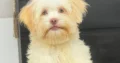 Se vende perrita de raza