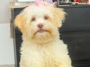 Se vende perrita de raza