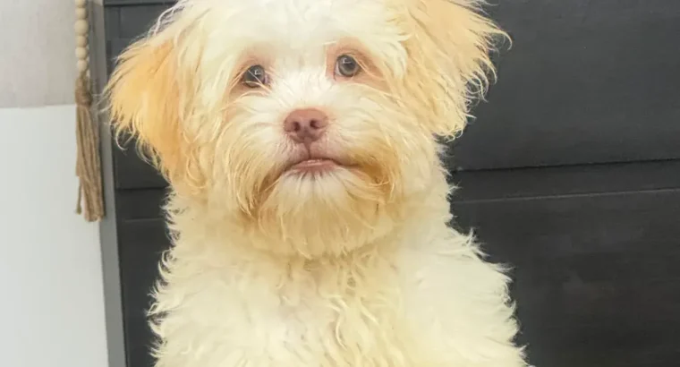 Se vende perrita de raza