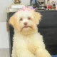 Se vende perrita de raza